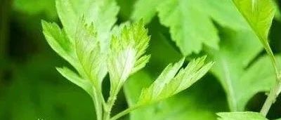 【一株艾草的神奇力量】端午节必备的养生宝藏，你了解多少？