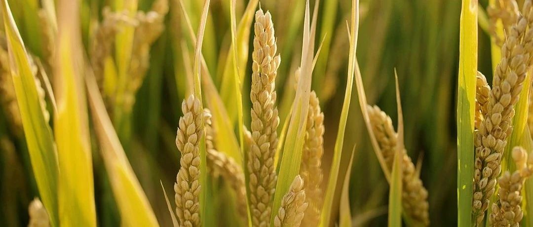 烟台酵素,有机肥,生物菌肥,复合微生物酵素