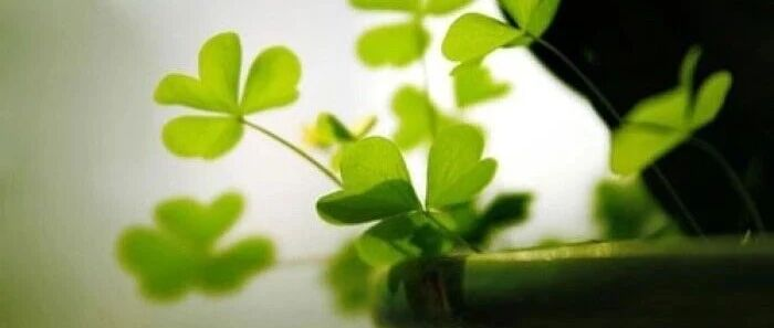 养生/人体的长寿穴